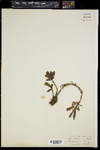 Media resource of Sonerila squarrosa