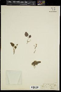 Media resource of Sonerila scapigera