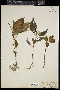 Media resource of Sonerila maculata