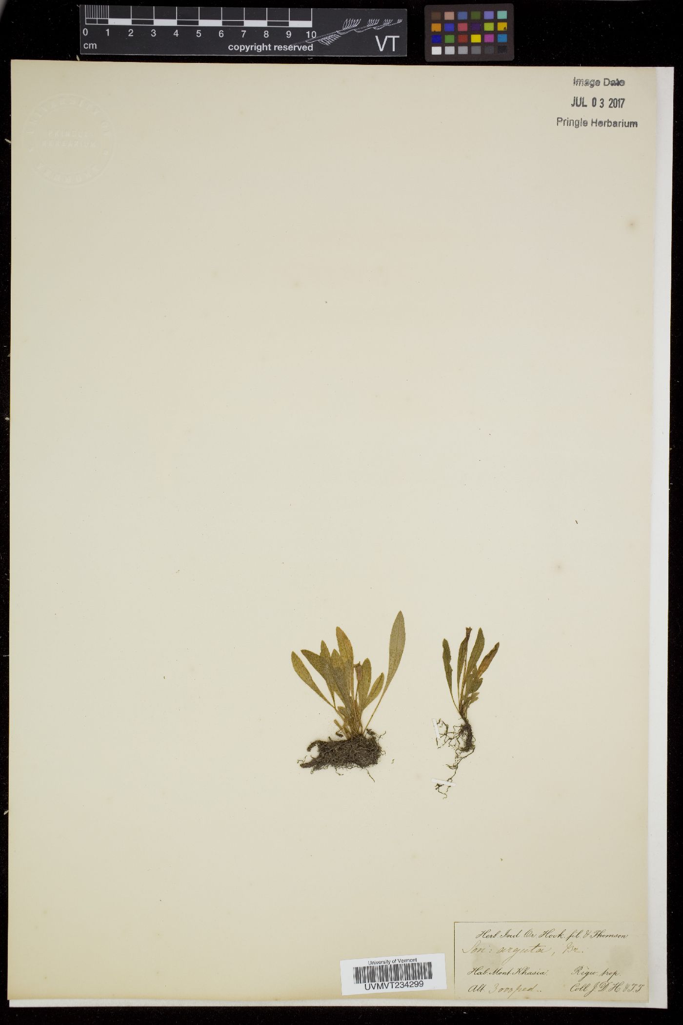 Sonerila arguta image