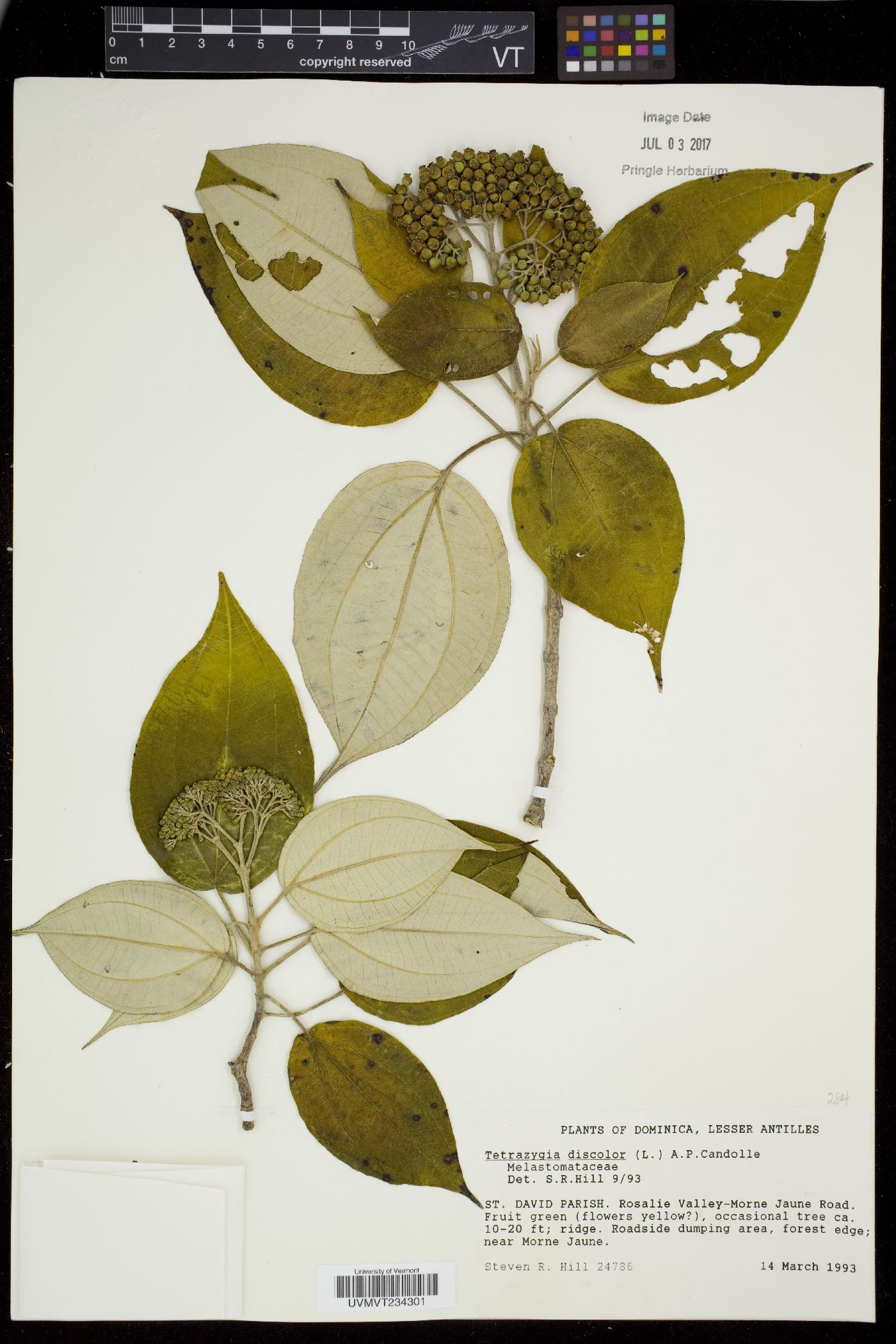 Tetrazygia image