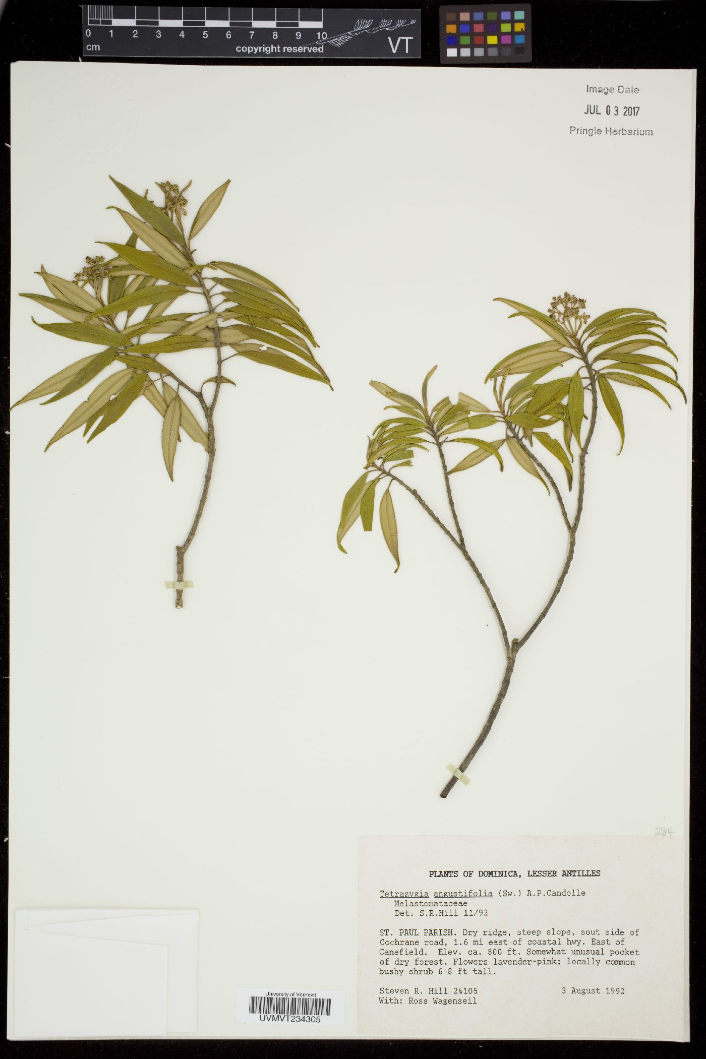 Tetrazygia angustifolia image