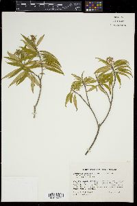Tetrazygia angustifolia image