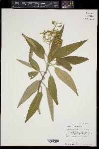 Tetrazygia bicolor image