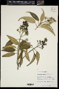 Tetrazygia bicolor image