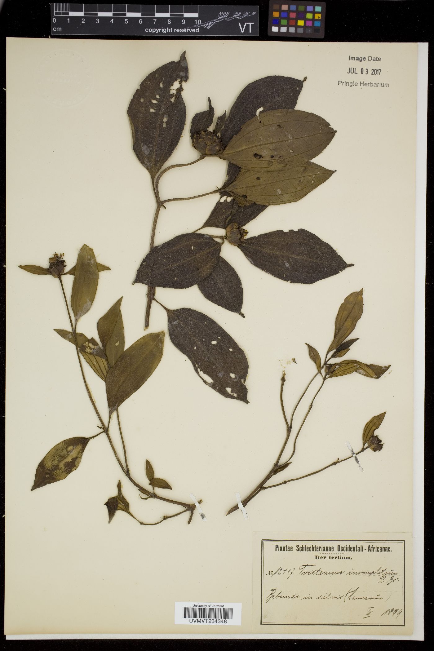 Tristemma image