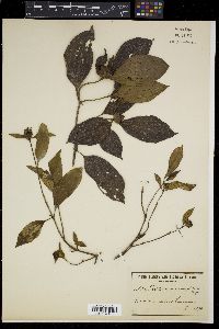 Image Associated With the Occurence
