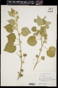 Abutilon abutiloides image