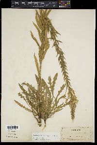 Oenothera rhombipetala image