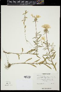 Oenothera fruticosa image