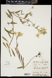 Oenothera fruticosa image
