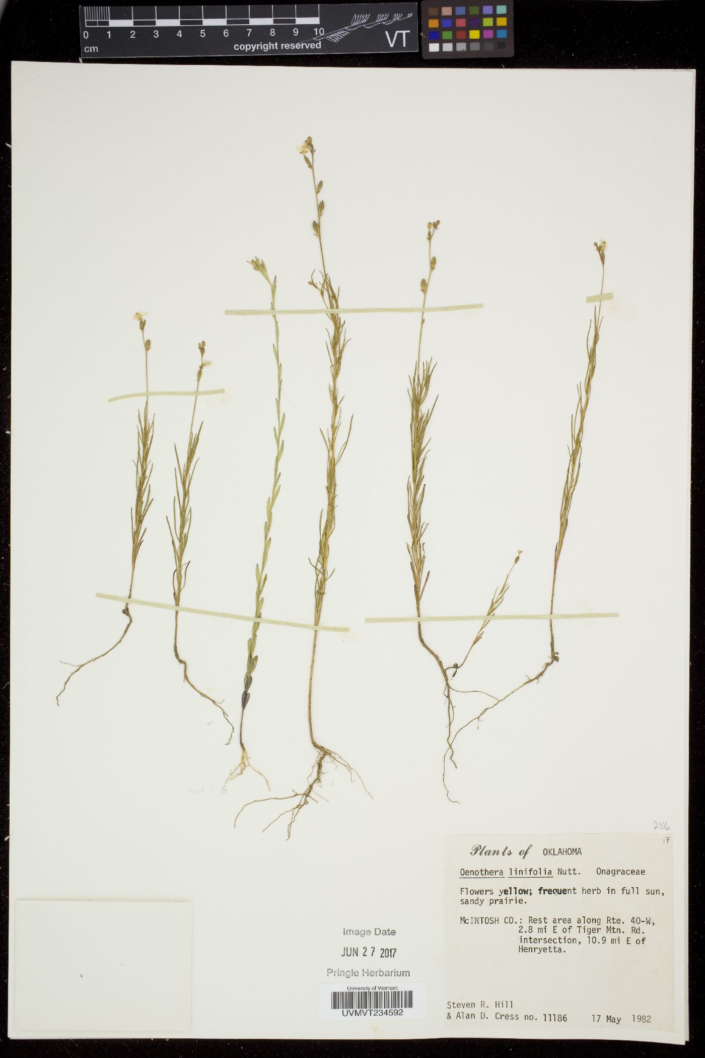 Oenothera linifolia image