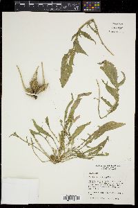 Oenothera triloba image