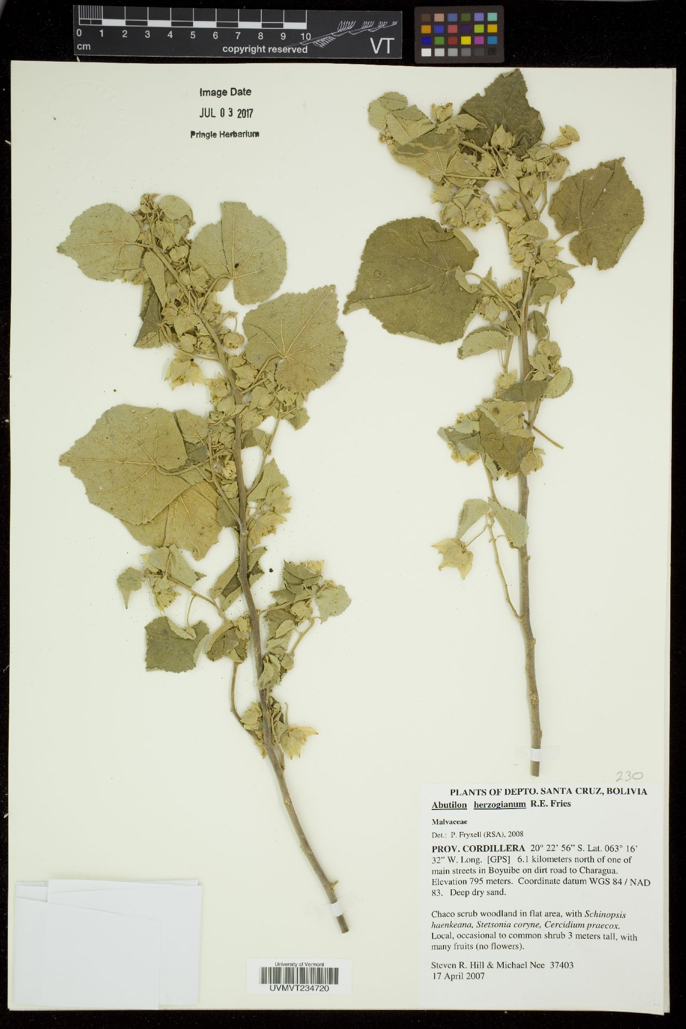Abutilon herzogianum image