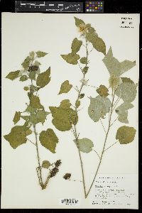 Abutilon permolle image