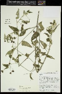 Media resource of Abutilon oxycarpum
