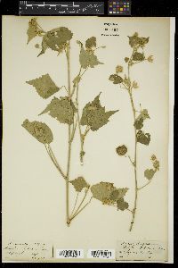 Abutilon indicum image