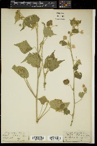 Abutilon indicum image