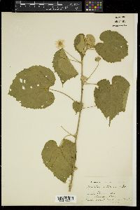 Abutilon indicum image