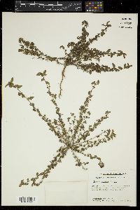 Ayenia insulicola image