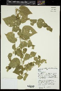 Bastardia bivalvis image