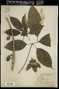 Bombax malabaricum image