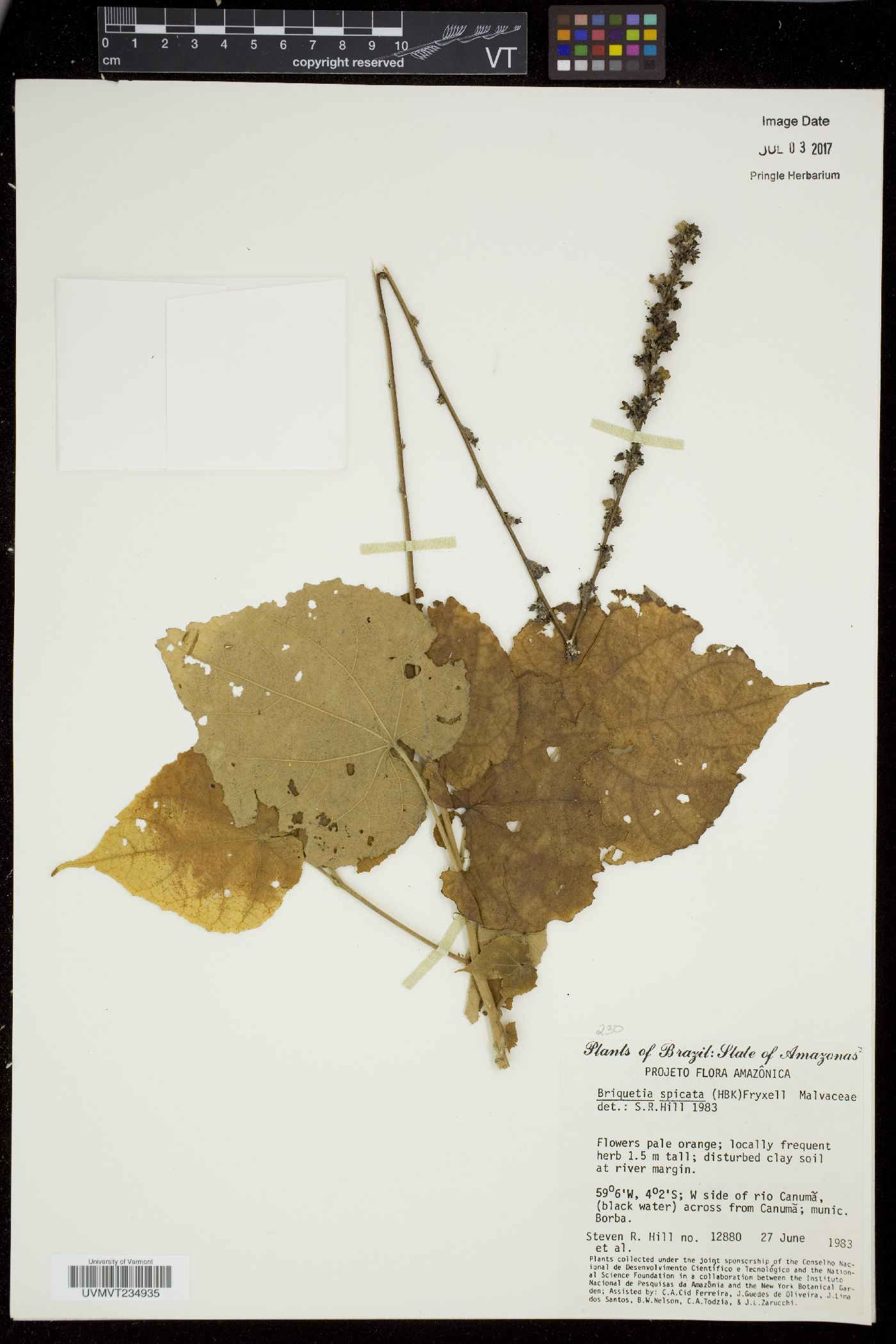 Briquetia spicata image