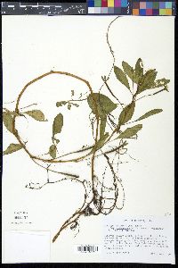 Ludwigia peploides image