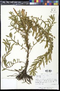 Ludwigia polycarpa image