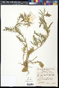 Oenothera albicaulis image