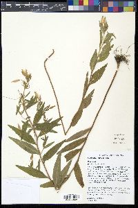 Oenothera pilosella image