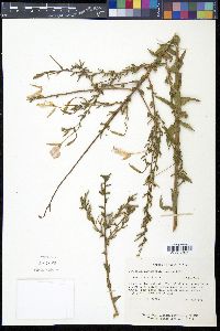 Oenothera rhombipetala image