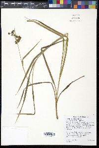 Scirpus georgianus image