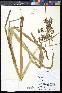 Scirpus georgianus image