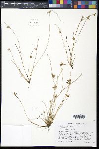 Schoenoplectiella hallii image