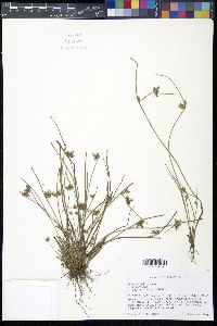 Schoenoplectiella hallii image