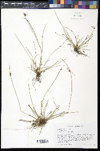 Schoenoplectiella hallii image