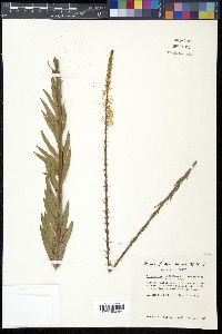 Oenothera glaucifolia image