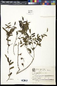 Callisthene minor image