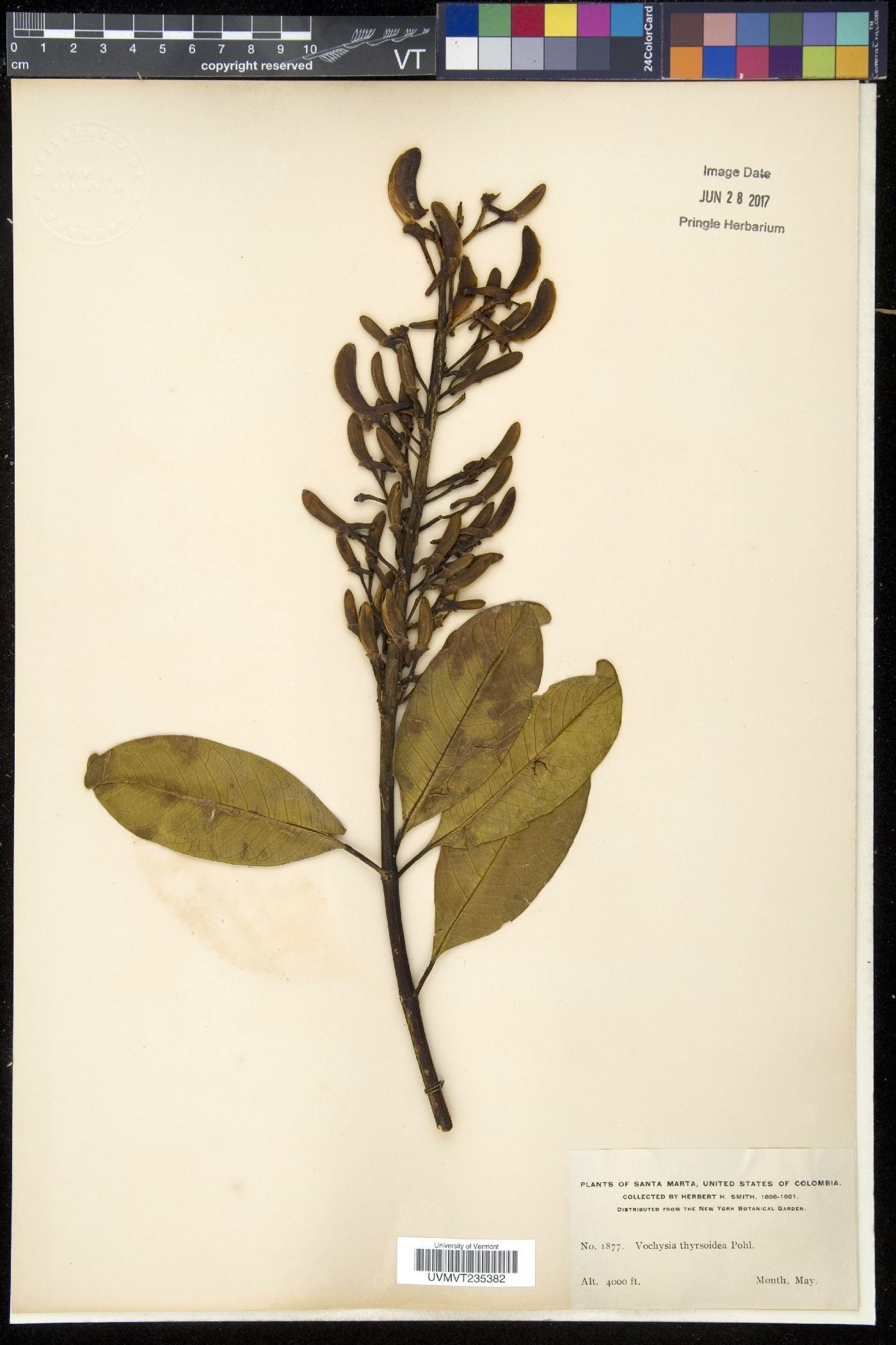 Vochysia thyrsoidea image
