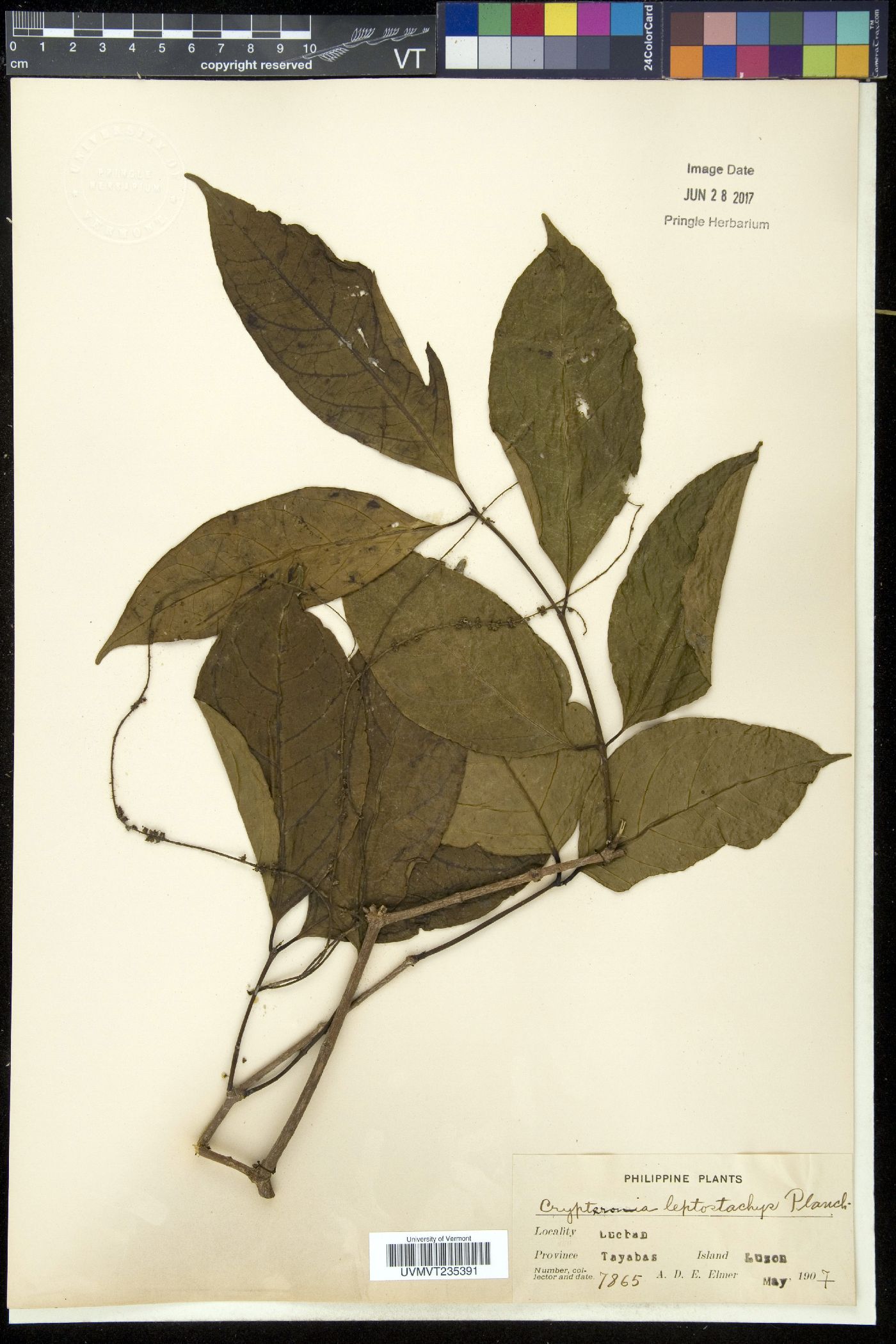 Crypteronia leptostachys image