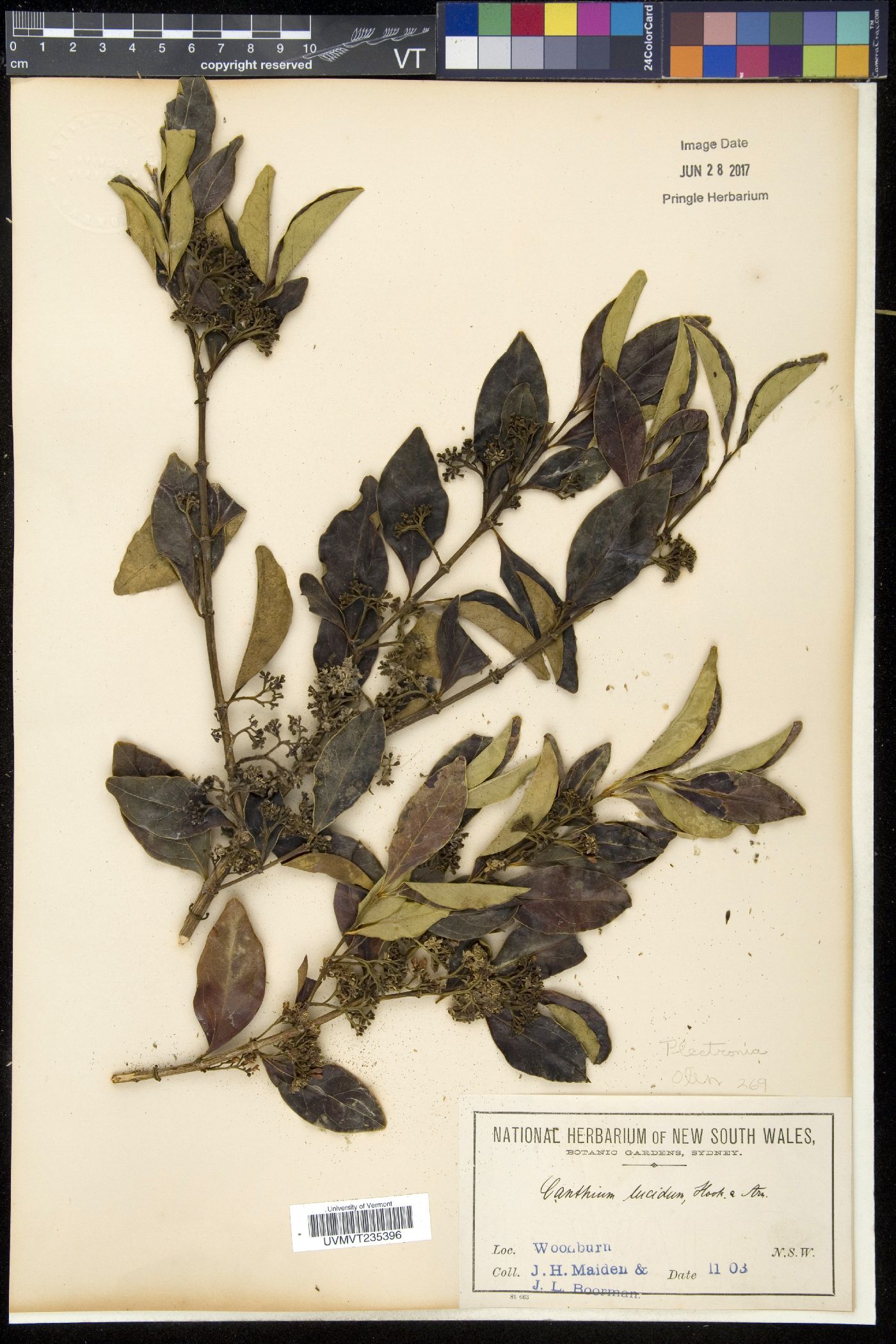 Penaeaceae image