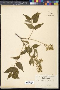 Euscaphis japonica image