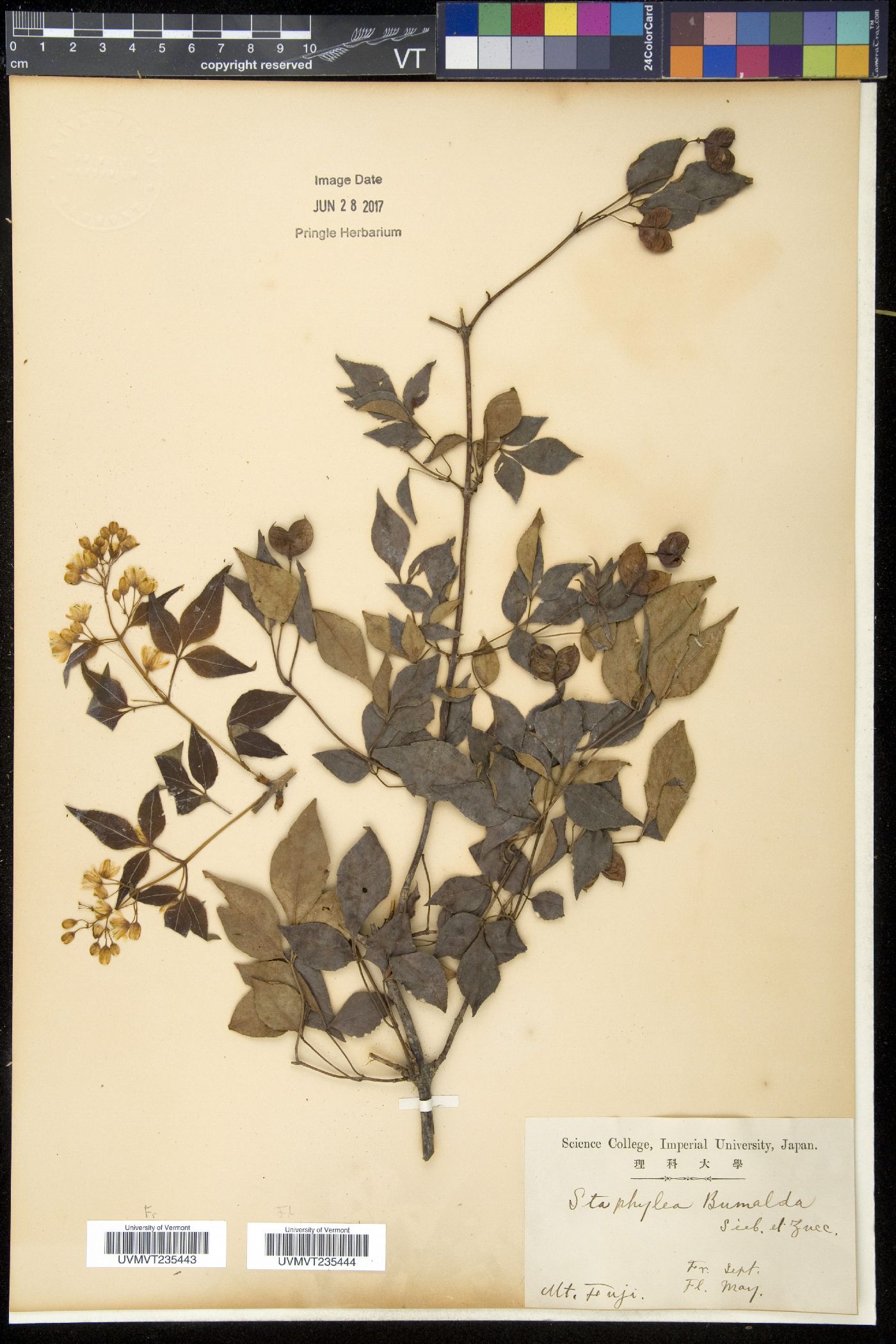 Staphylea bumalda image