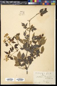 Staphylea bumalda image