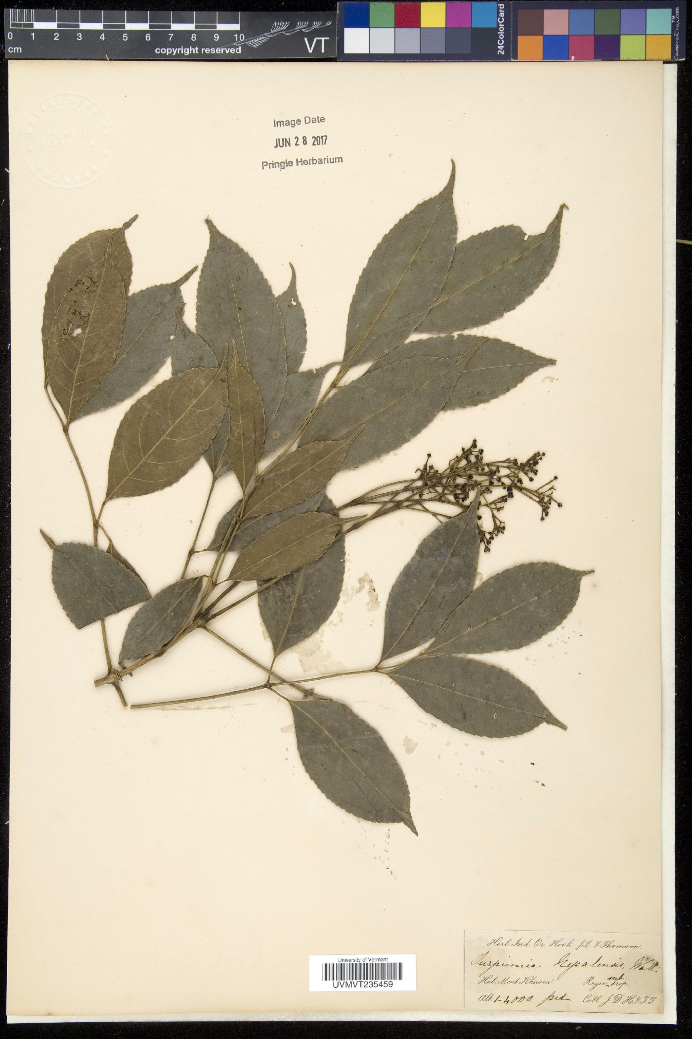 Staphylea cochinchinensis image