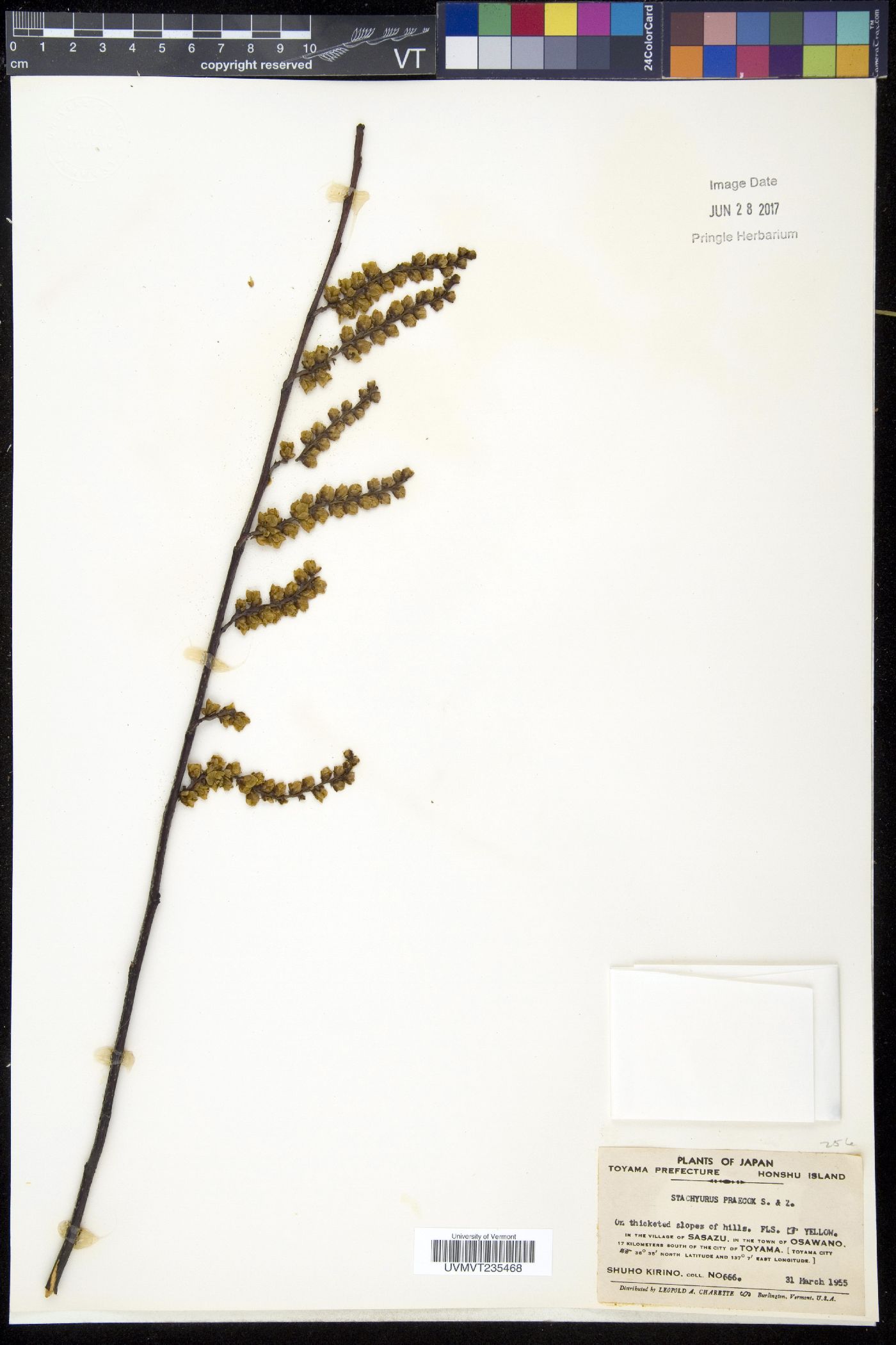 Stachyuraceae image