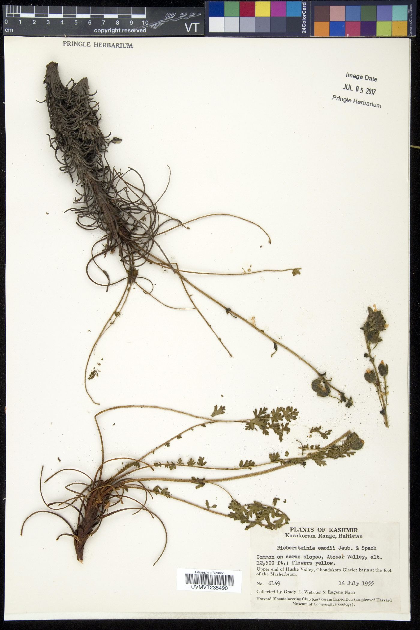 Biebersteinia odora image