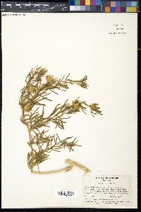Peganum harmala image