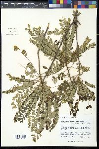Alvaradoa amorphoides image